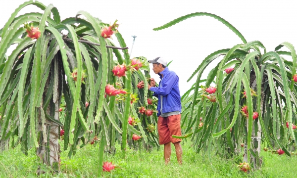 Removing dragon fruit trees at this time is not a good idea: expert