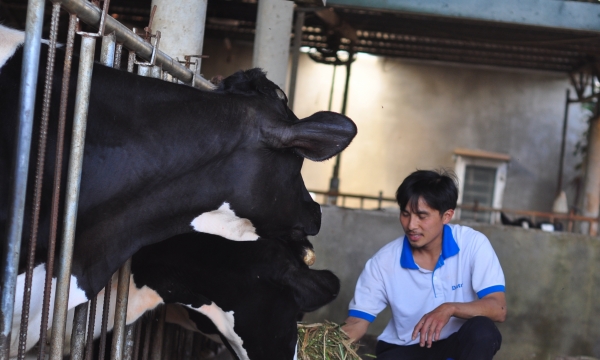Phát triển chăn nuôi bò sữa ở 3 xã trọng điểm huyện Cát Tiên