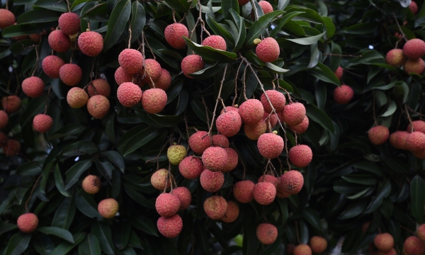 Bringing the 2022 lychee crop to e-commerce platforms