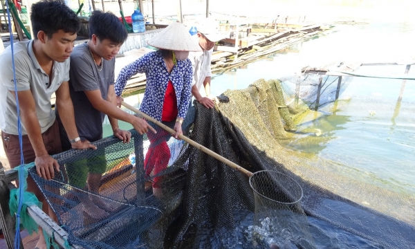 Indigenous fish elevated to high value goods