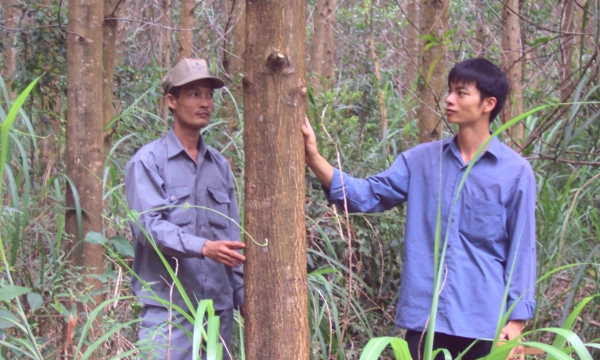 Growing acacia for timber facing difficulties