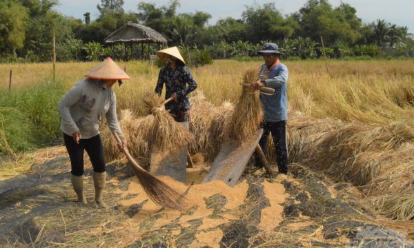 Lúa mùa Tư Việt và câu chuyện trồng lúa hữu cơ ở Kiên Giang