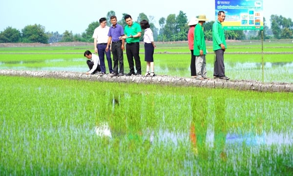 ‘Dream rice paddies’ in line with GlobalGAP standard