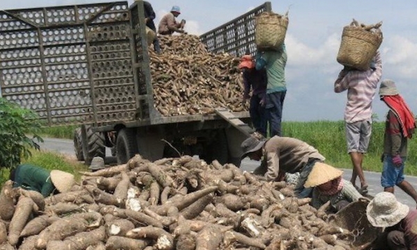 Trung Quốc tăng nhập khẩu sắn từ Thái Lan