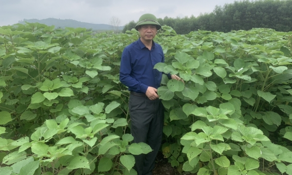 Ramie - a new promising crop for Nghe An Province