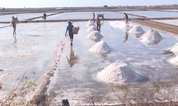 Thousands ha of salt melt off due to unseasonal rains