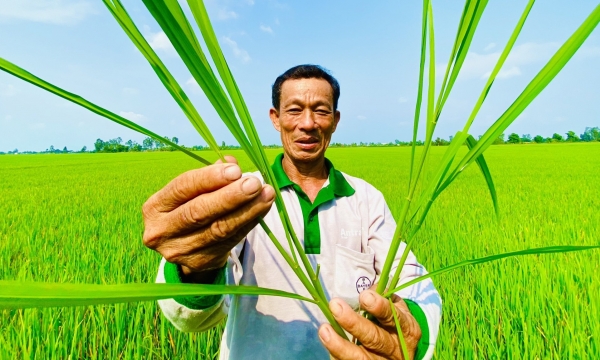 Farmers eagerly join in organic rice model