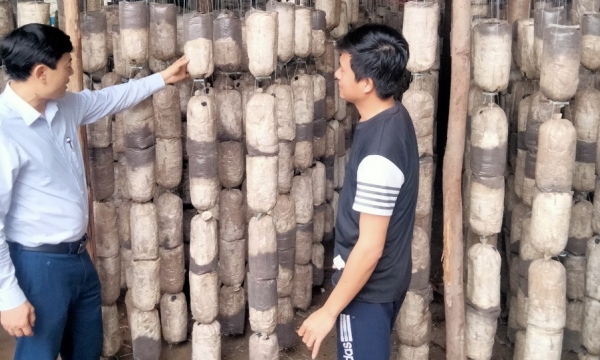 Chia sẻ kinh nghiệm của chàng trai kiên trì trồng nấm sò 14 năm