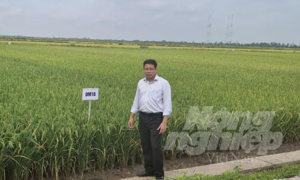 Director of Mekong Delta Rice Research Institute: The furture of rice is optimistic