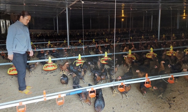 Japfa Comfeed Việt Nam phản hồi việc nông dân liên kết nuôi gà 'ôm nợ'
