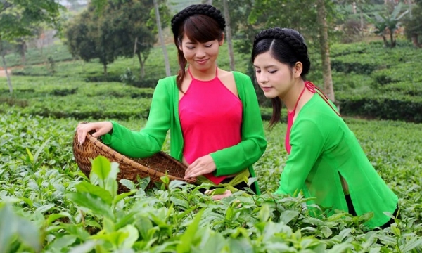 Protecting tea land, preserving Thai Nguyen tea identity