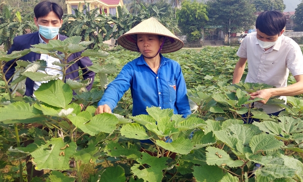 Ramie - a potential option: A new wave for a familiar crop in Thanh Hoa