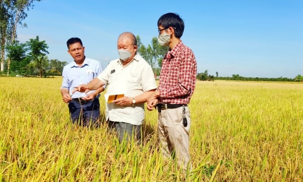 Phân hữu cơ có thay thế hoàn toàn được phân hoá học trong sản xuất lúa?