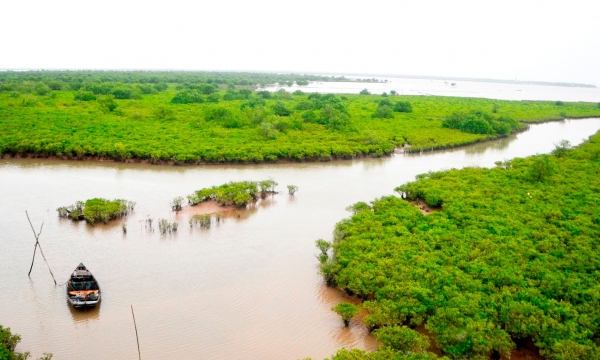 Investing roughly USD 4.4 million to restore mangroves