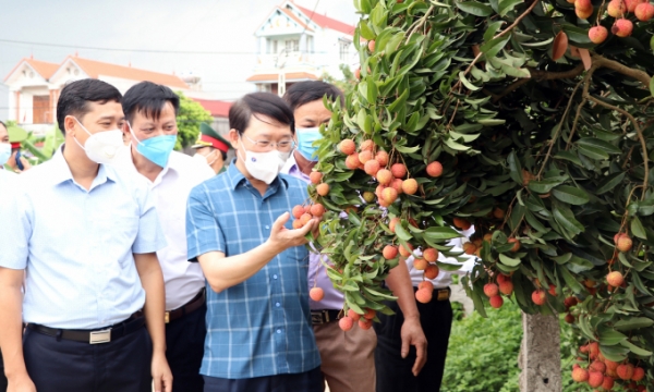 Bringing Thieu lychee to the US: a long journey surpassing the geographic distance of 13,000 km