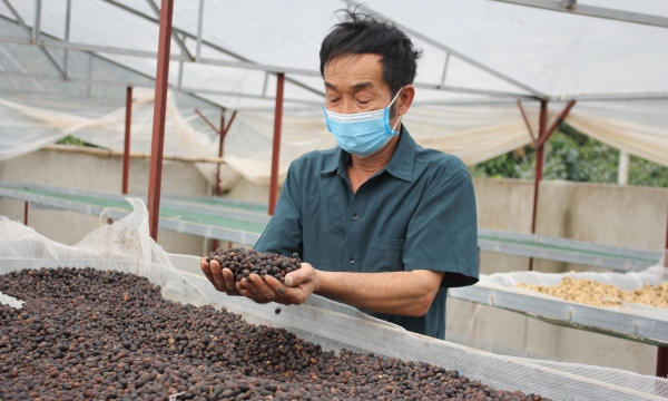 Hành trình nâng tầm thương hiệu cà phê Sơn La