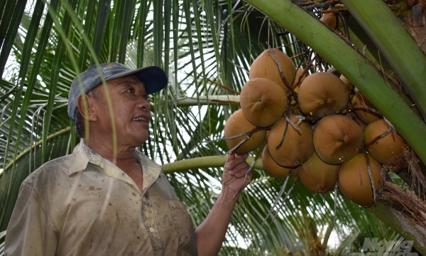 The cultivation of Malaysian coconuts should be carefully developed in Tien Giang