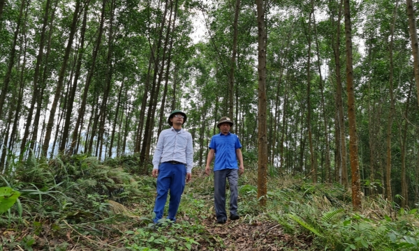 Tuyen Quang province with the goal of 20 thousand hectares of large timber forest
