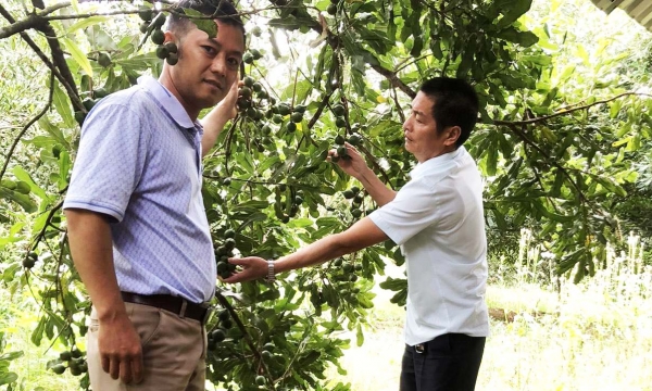 Development potentials of macadamia in Dam Rong
