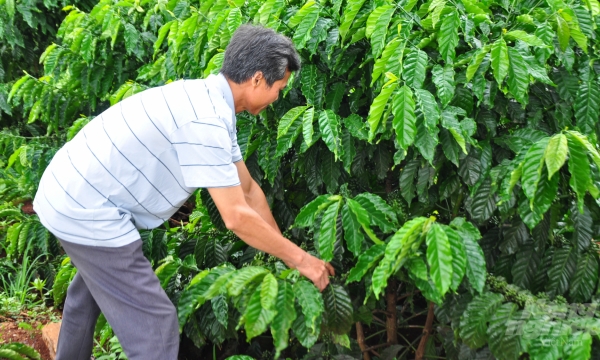 Giải pháp tăng trưởng qủa cà phê đầu mùa mưa ở Tây Nguyên