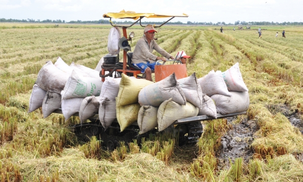 Mekong Delta - Obstacles in production: Creating linkage is difficult, but from where?