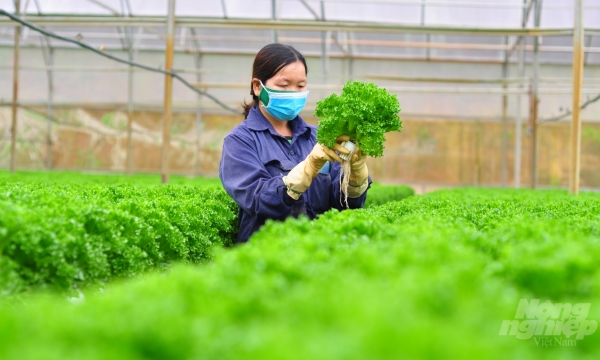 Hi-tech agriculture area accounts for 21 per cent of Lam Dong's cultivated area