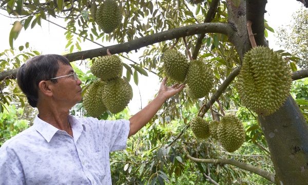 Durian is ready for official exports to China