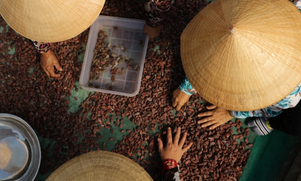 Opportunity for Vietnam to become a prominent cocoa producer
