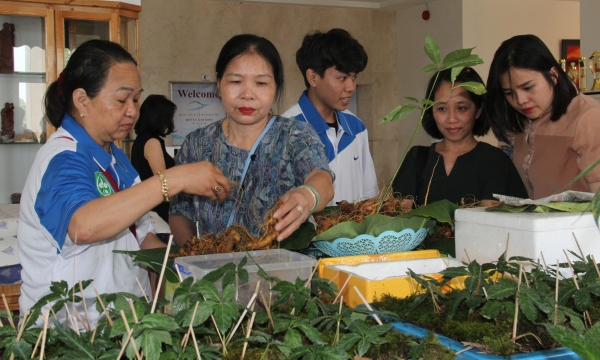 Spending approximately VND 70 trillion to promote Vietnamese gingseng