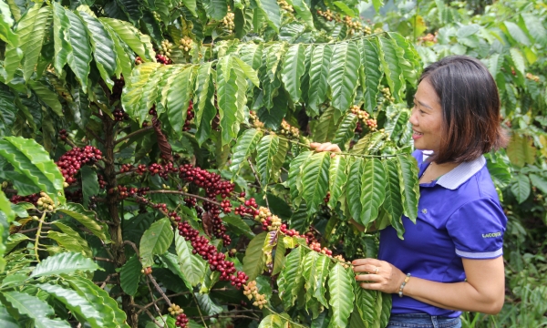 Scaling up coffee-replanting program, increasing income by 1.5-2 times