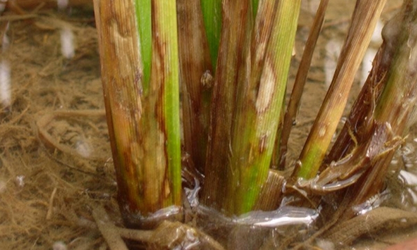 Saipora Super 350SC: Thuốc trừ bệnh khô vằn hại lúa