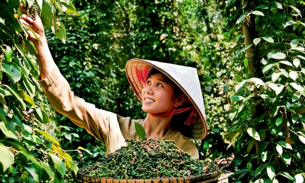 The major goals for Vietnamese pepper industry: safe, sustainable and profitable