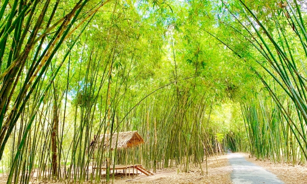 Bamboo industry - billion dollar dream