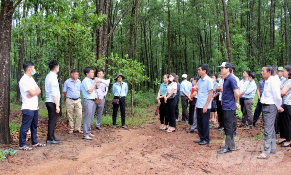 5 tỉnh Bắc Trung bộ bàn giải pháp trồng rừng gỗ lớn
