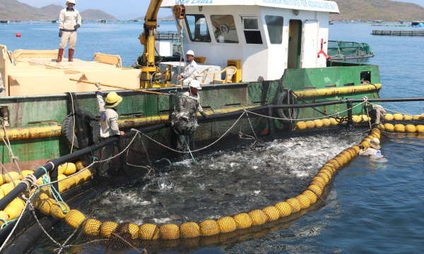 Khanh Hoa aims to promote seaculture development