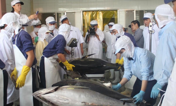 Optimizing Shocker set to handle ocean tuna