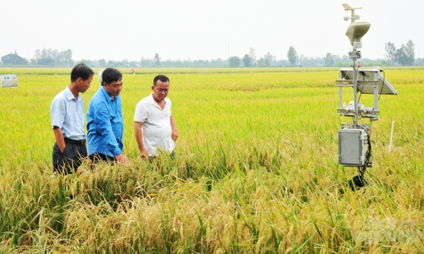 Nhàn tênh nhờ trồng lúa bằng smartphone