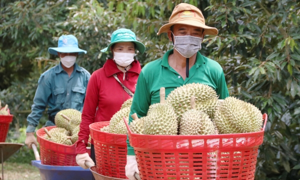 Prepare for the first official durian export to China