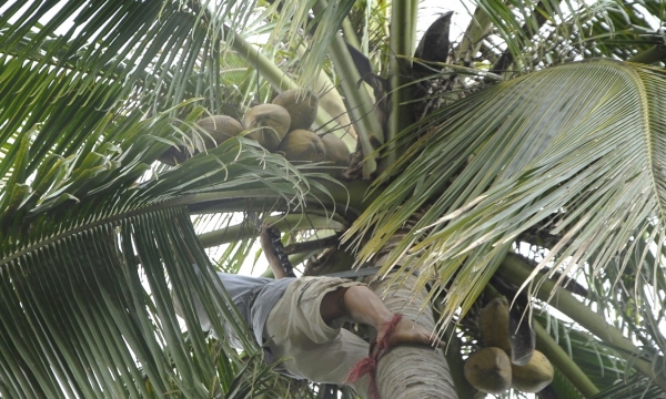 'Trẻ hóa' những vườn dừa già cỗi