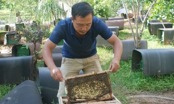 Người sở hữu 700 đàn ong mật ở Mù Cang Chải