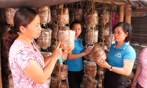 Người phụ nữ mở nghề trồng nấm ở Lang Chánh