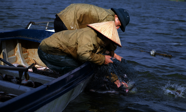 Kiếm tiền triệu mỗi ngày từ nuôi cá mè trên hồ Núi Cốc