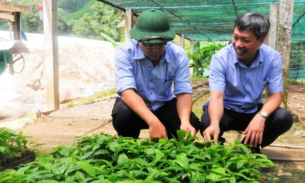 Quảng Nam siết chặt quản lý giống cây lâm nghiệp