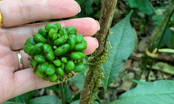 Ginseng can change Lai Chau’s forestry economy