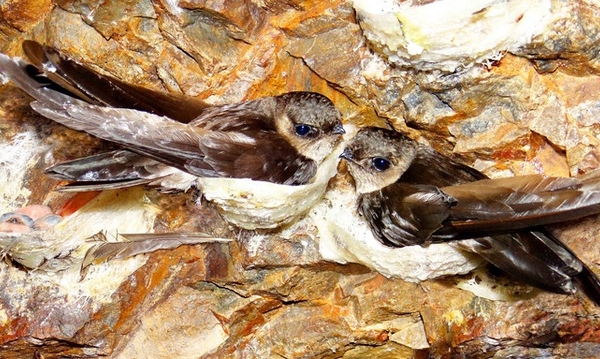 The door to China is now wide open for Vietnamese swiftlet’s nest