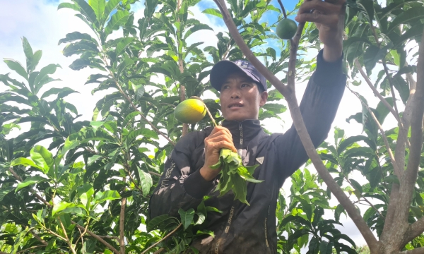 Vú sữa Hoàng Kim: Cây trồng mới ở huyện vùng sâu Kbang