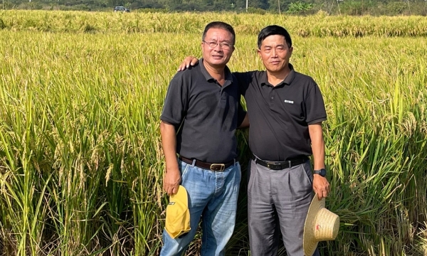 Nông dân Trung Quốc hy vọng vào giống lúa trồng một lần, thu hoạch nhiều năm