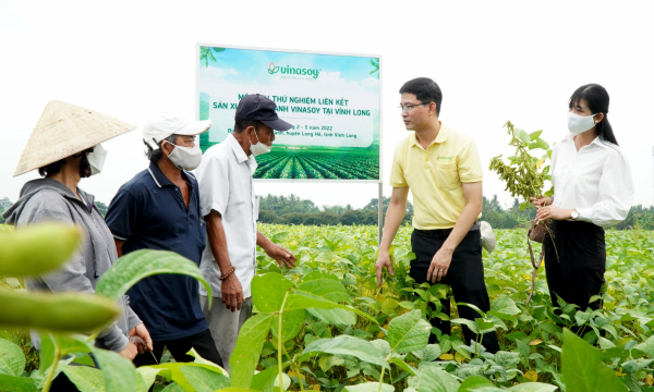 Đậu nành Việt chinh phục thị trường dinh dưỡng thực vật thế giới