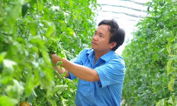 Lâm Đồng: Giá nhiều loại nông sản tăng