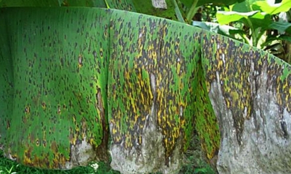 Bệnh đốm lá Sigatoka xuất hiện, gây hại chuối tại Lào Cai